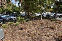 Car-park-gardens-trimmed