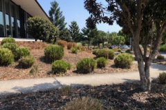 Garden-trimming-at-The-Pines-Clubhouse