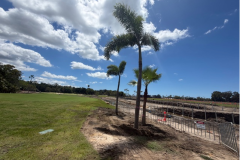 Transplanting-palm-trees-at-the-back-of-the-3rd-tee-on-The-Palms-golf-course