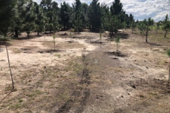 Replaced-pine-trees-on-the-practice-range