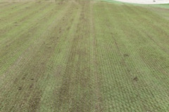 The-Pines-golf-course-greens-scarified