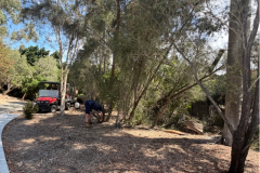 Continued-garden-clean-up-and-detailing-on-The-Palms-golf-course-