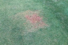 Herbicide-affected-Queensland-blue-couch-in-Zoysia-collars-on-The-Pines-golf-course