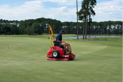 Rolling-the-renovated-greens-on-The-Palms-golf-course-following-topdressing