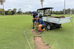 Replacing-turf-in-the-prepared-areas-on-The-Palms-golf-course