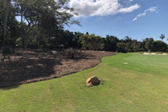 Applied-mulch-cover-to-the-left-side-of-The-Palms-golf-course-3rd-hole