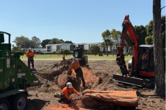 Removing-tree-stumps-on-The-Palms-golf-course-1st-hole-contractors