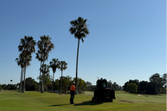 Stump-grinding-on-The-Palms-golf-course-14th-and-15th-holes-contractors