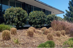 Trimming-and-detailing-gardens-at-The-Pines-Clubhouse