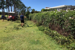 The-climbers-along-the-rock-wall-on-The-Pines-golf-course-15th-hole-were-trimmed-back