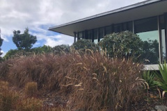 Magnolia-trees-trimmed-and-shaped-along-the-Clubhouse