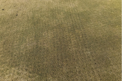 Solid-tine-aeration-completed-on-the-small-putting-green-at-The-Pines-golf-course