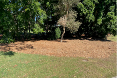 Mulching-work-completed-on-The-Palms-golf-course-1st-hole