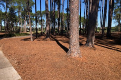 Pine-needles-and-cones-mulched-to-the-left-of-The-Pines-golf-course-2nd-green