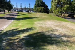 Ryegrass-germination-underway-on-Club-entrance-lawns